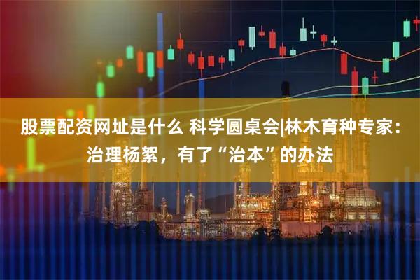 股票配资网址是什么 科学圆桌会|林木育种专家：治理杨絮，有了“治本”的办法